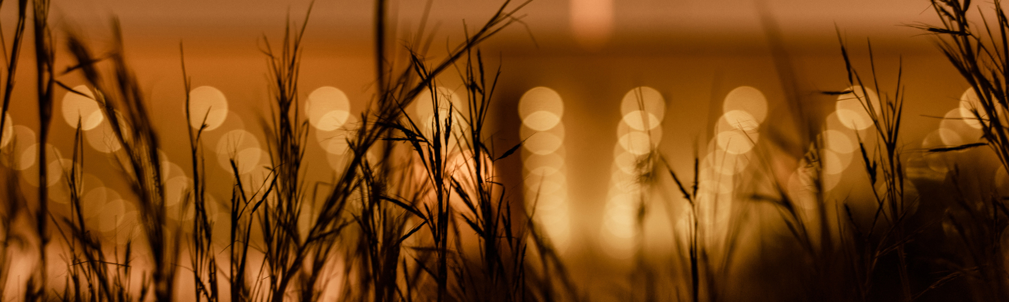Grass at night with gold lights behind. Photo by Manos Gkikas on Unsplash