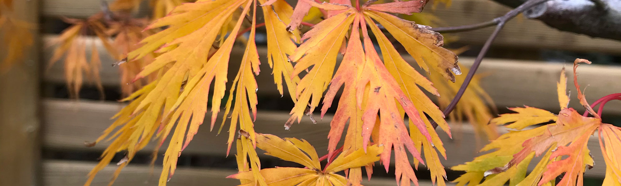 Yellow acer leaves in autumn