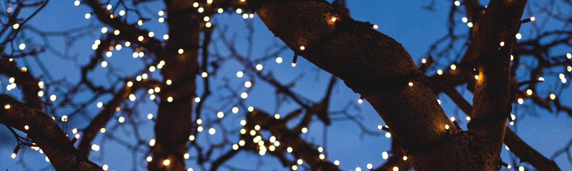 Lights in a tree. Photo by Fred Heap on Unsplash
