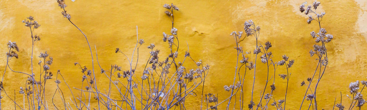 Yellow wall with plants, Photo by Mona Eendra on Unsplash